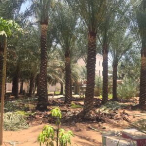 4 Meter Date Palm Tree Dubai